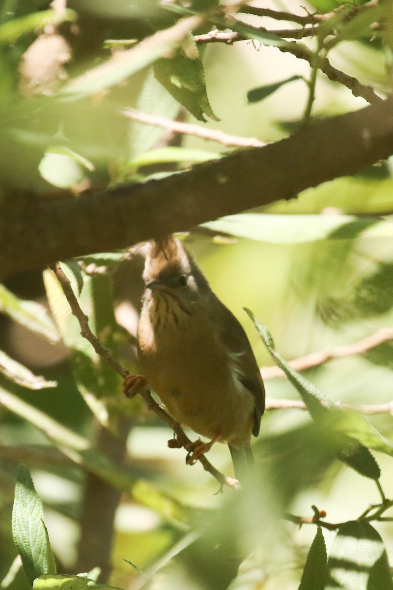 Stripe-throated Yuhina - ML642211622
