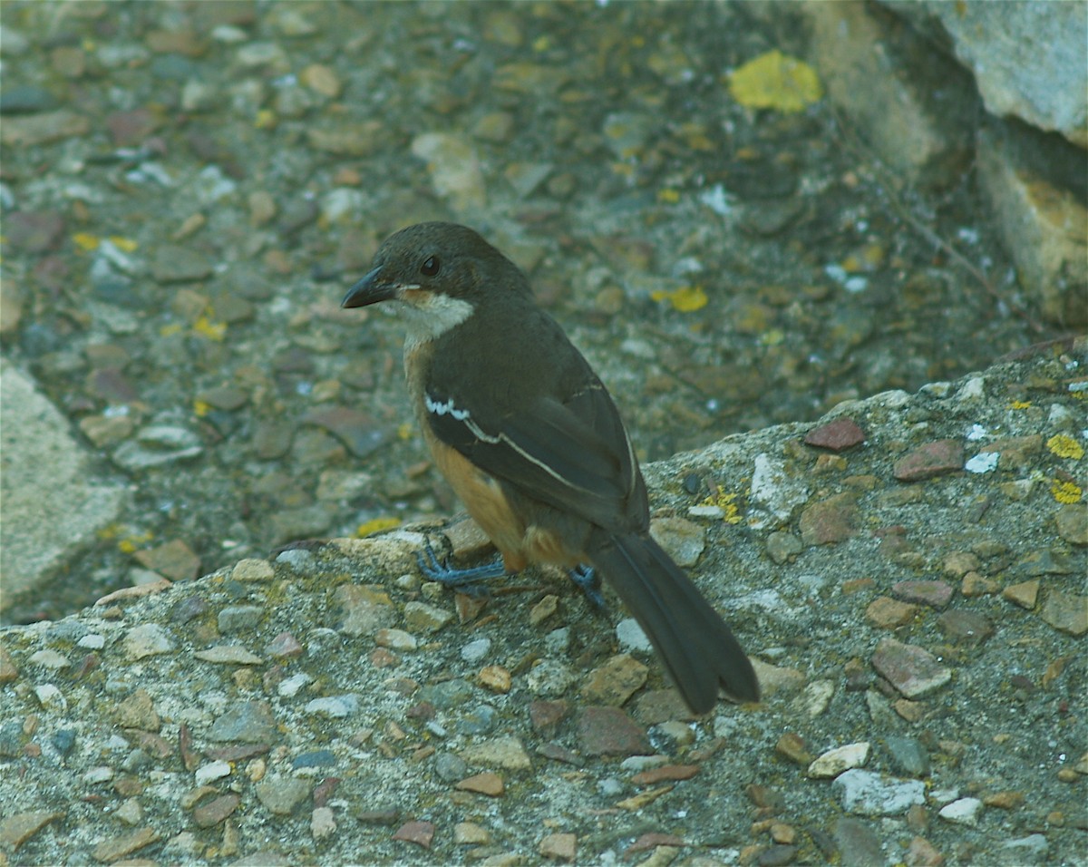 Southern Boubou - ML642211626
