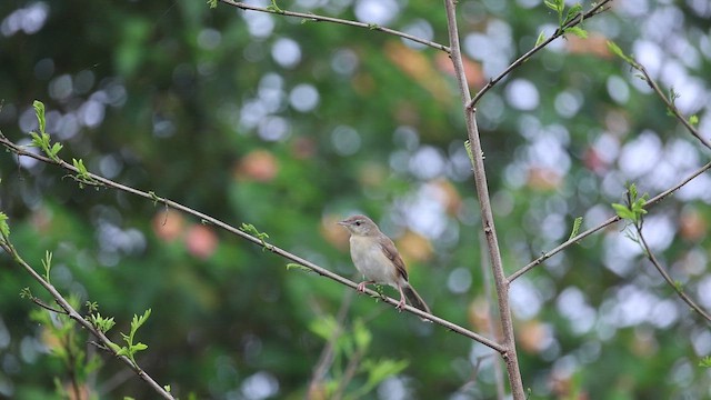 Jungle Prinia - ML642211630