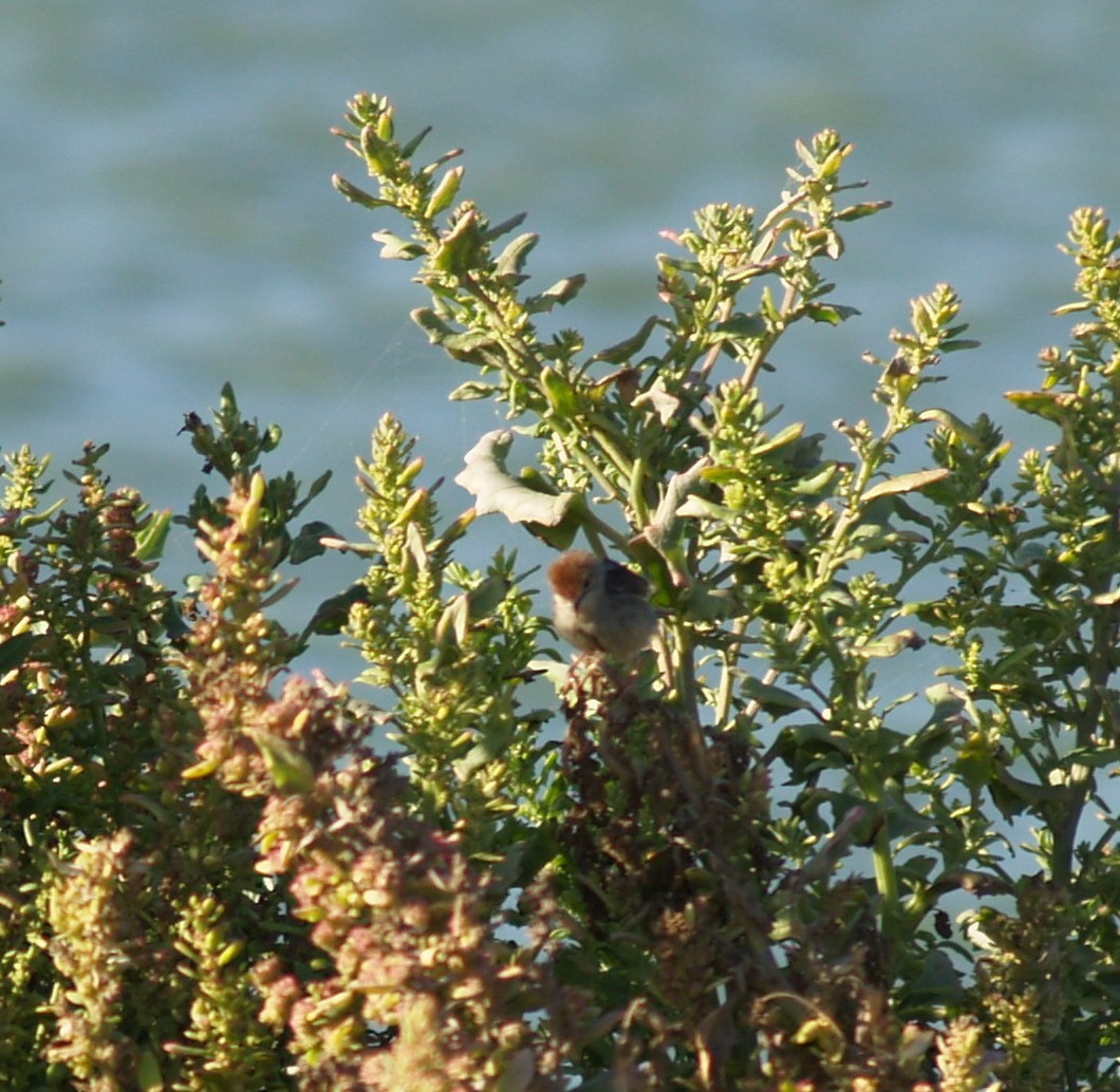 Levaillant's Cisticola - ML642211631