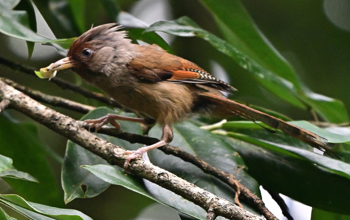 Rusty-fronted Barwing - ML642211634