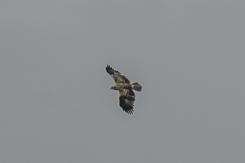 Tawny Eagle - ML642211654