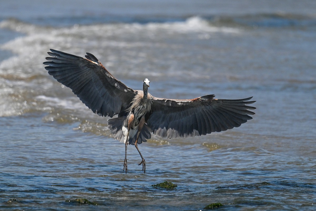 Great Blue Heron - ML642211696