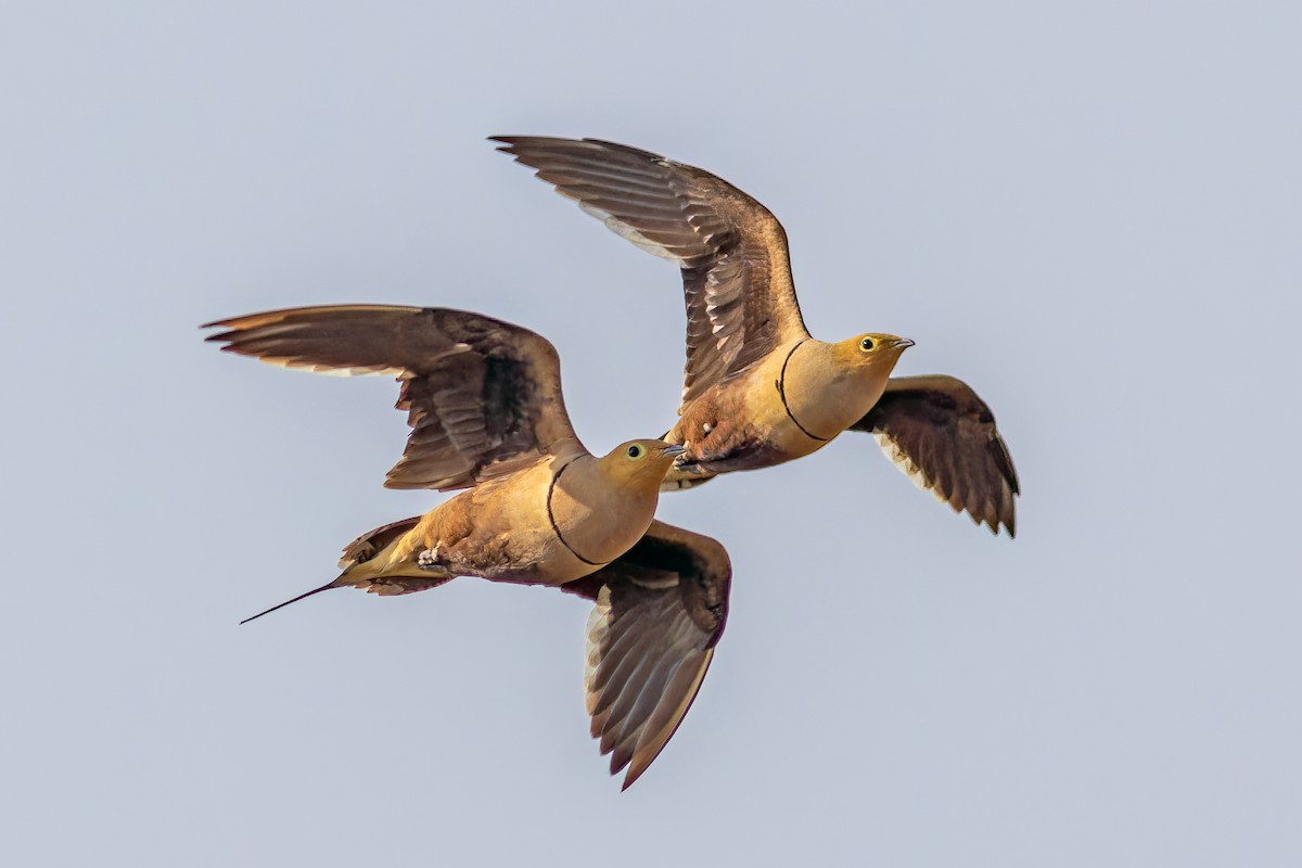 Chestnut-bellied Sandgrouse - ML642211697