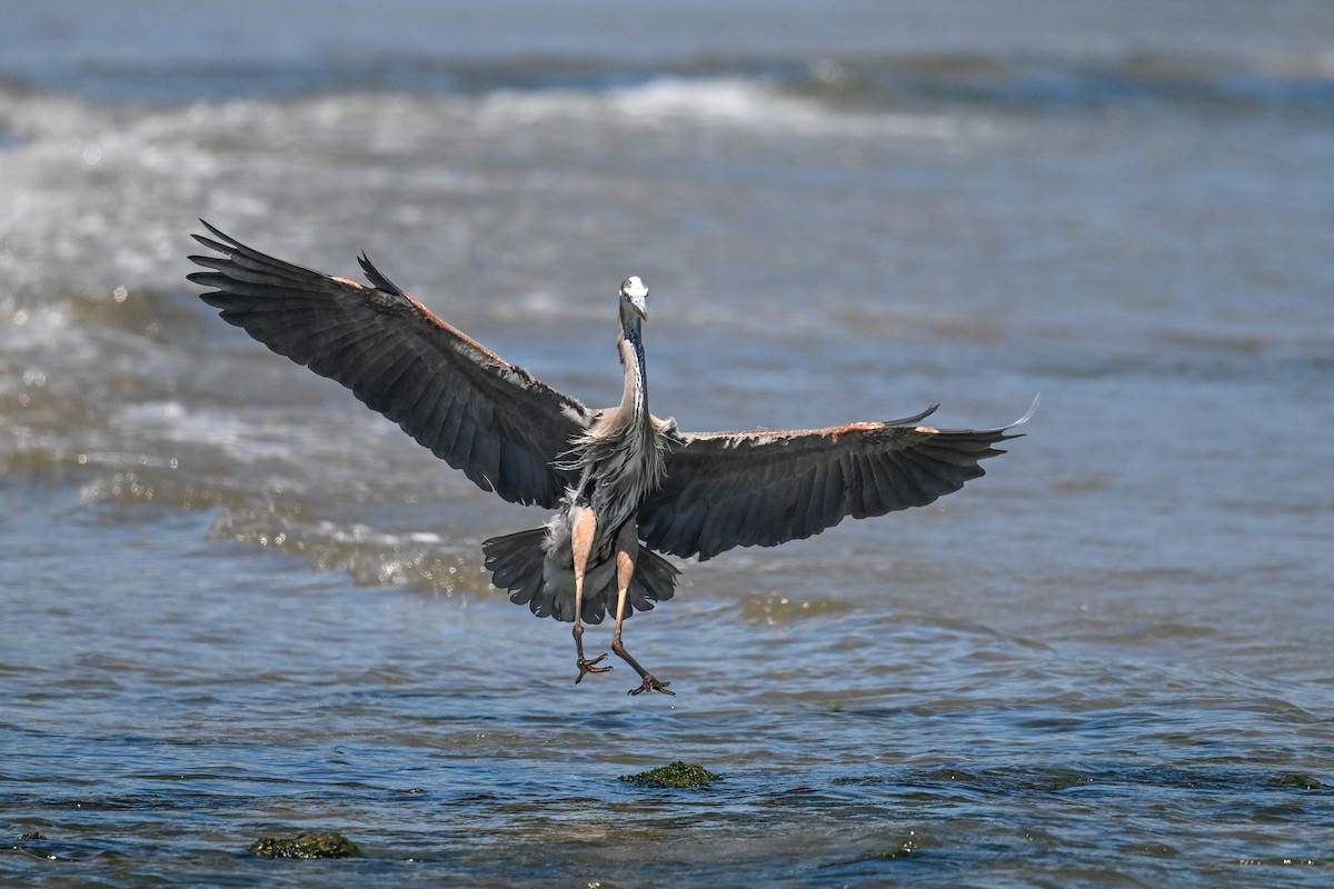 Great Blue Heron - ML642211699