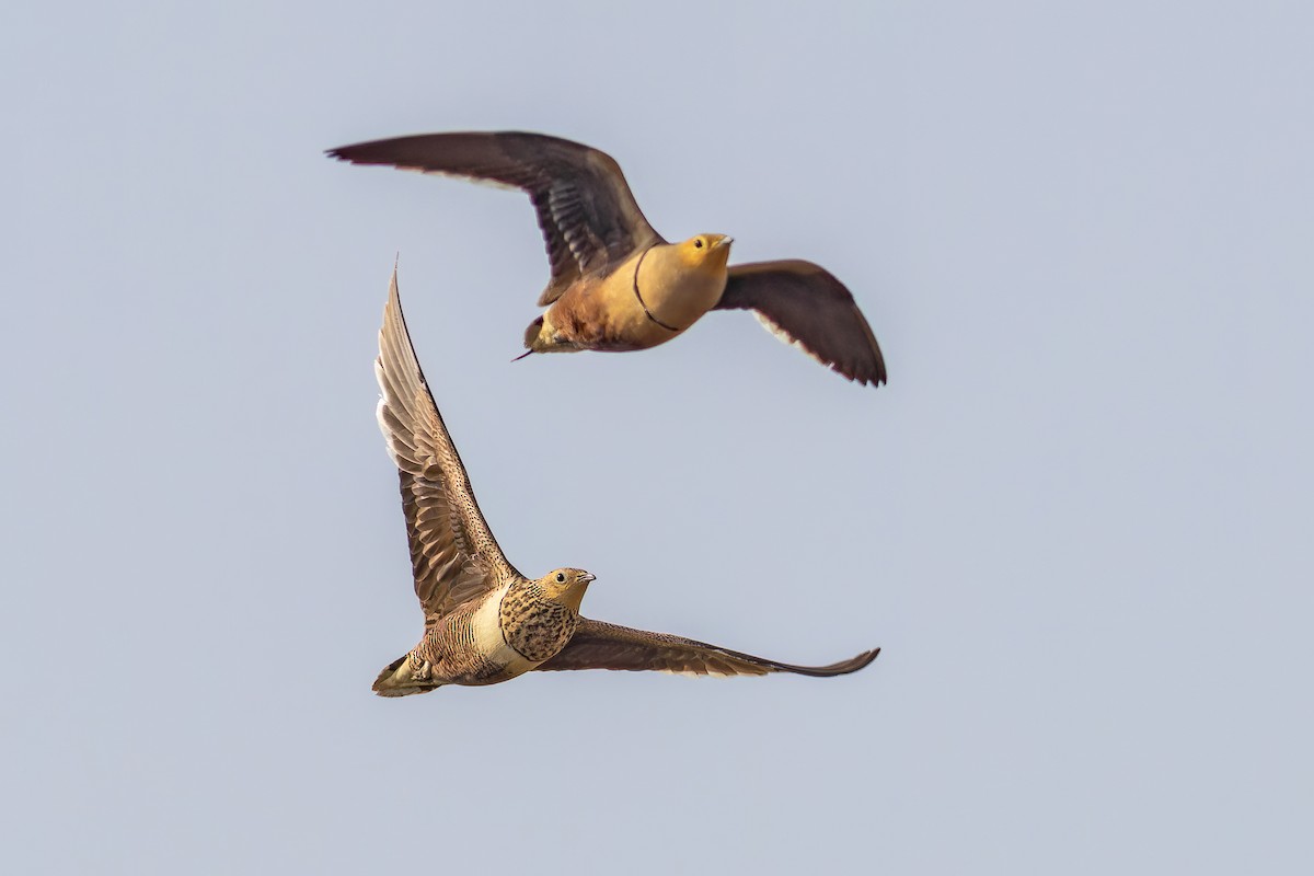 Chestnut-bellied Sandgrouse - ML642211700
