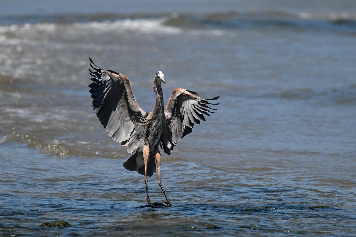 Great Blue Heron - ML642211701