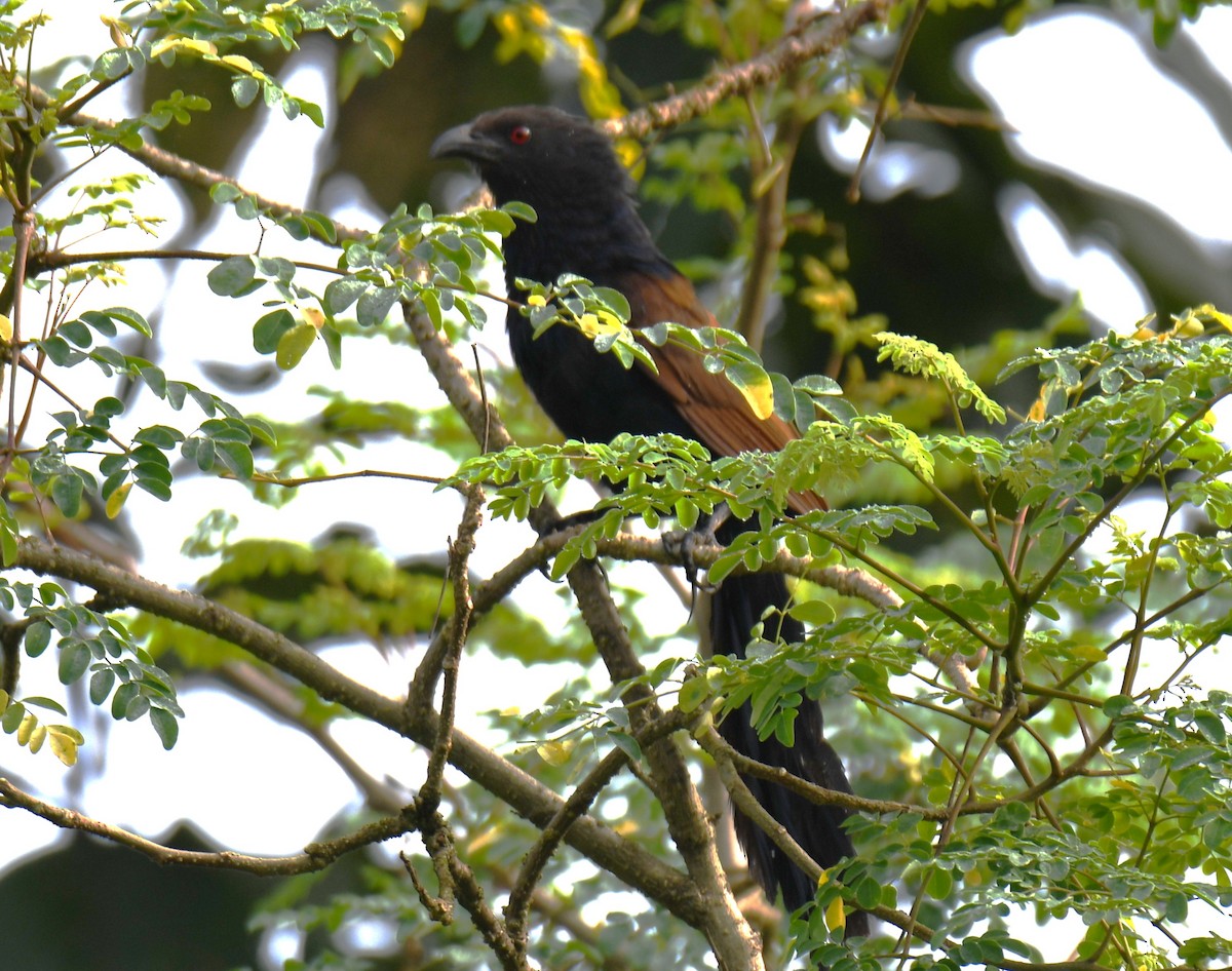 Greater Coucal - ML642211703