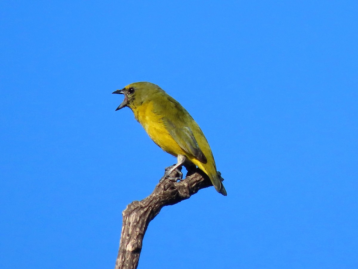Trinidad Euphonia - ML642211704