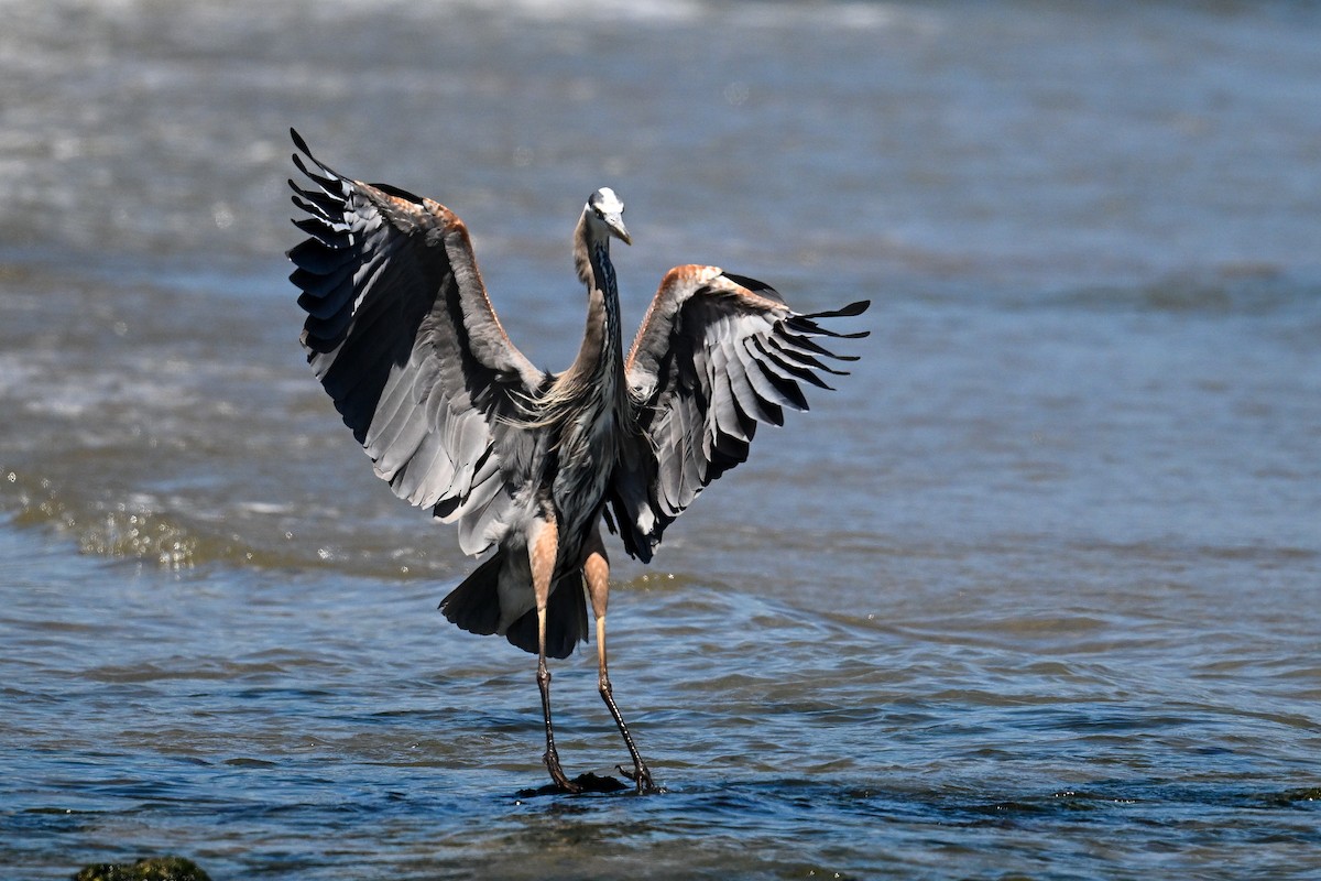 Great Blue Heron - ML642211705