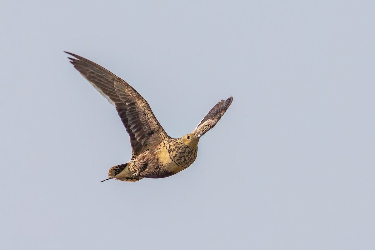 Chestnut-bellied Sandgrouse - ML642211706