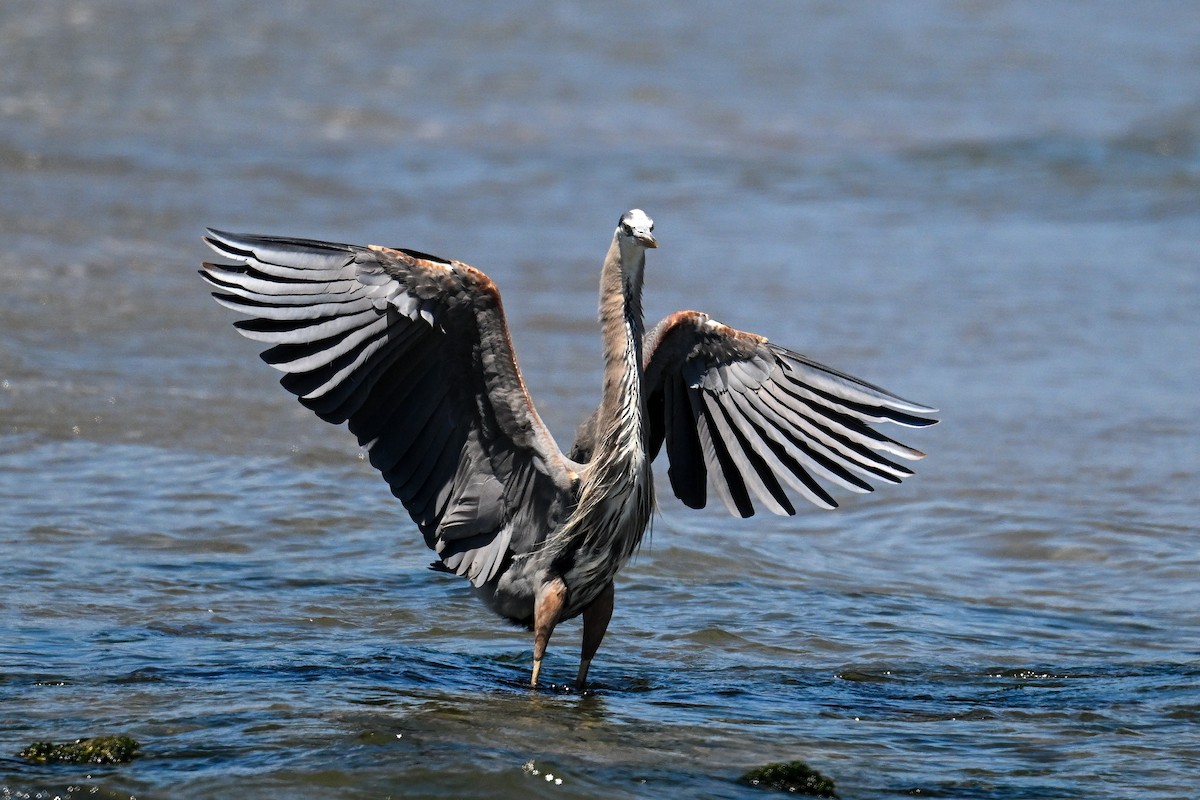 Great Blue Heron - ML642211708