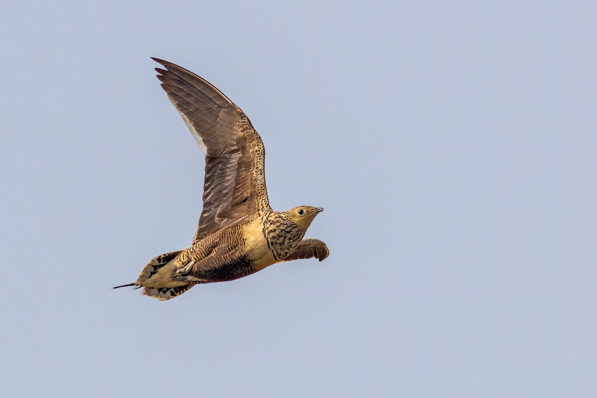 Chestnut-bellied Sandgrouse - ML642211709
