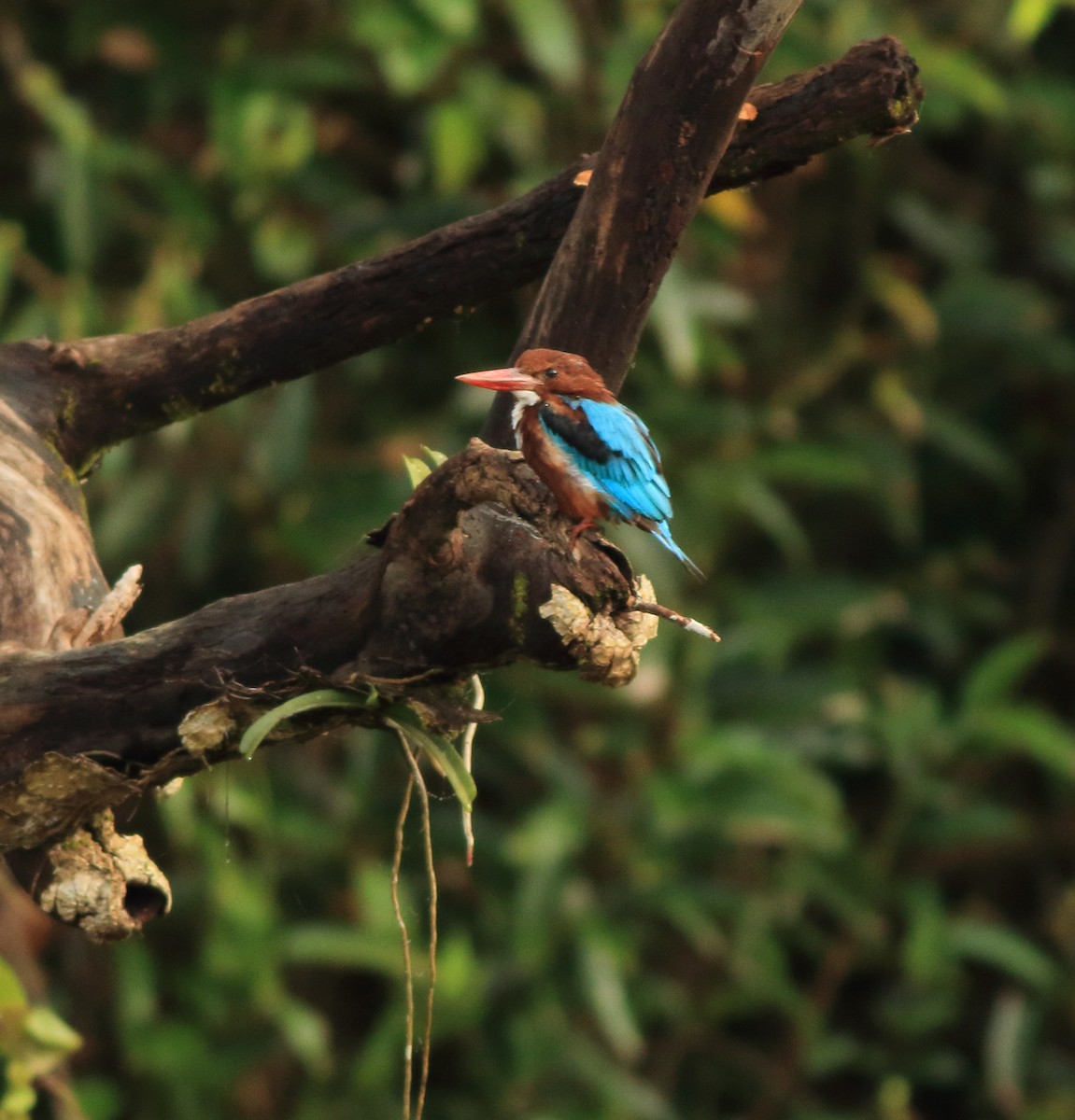 White-throated Kingfisher - ML642211710