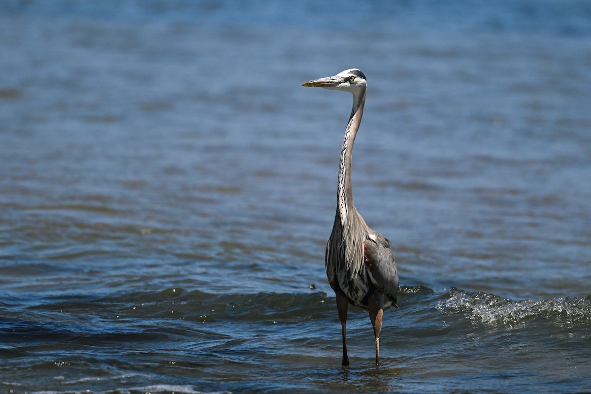 Great Blue Heron - ML642211711