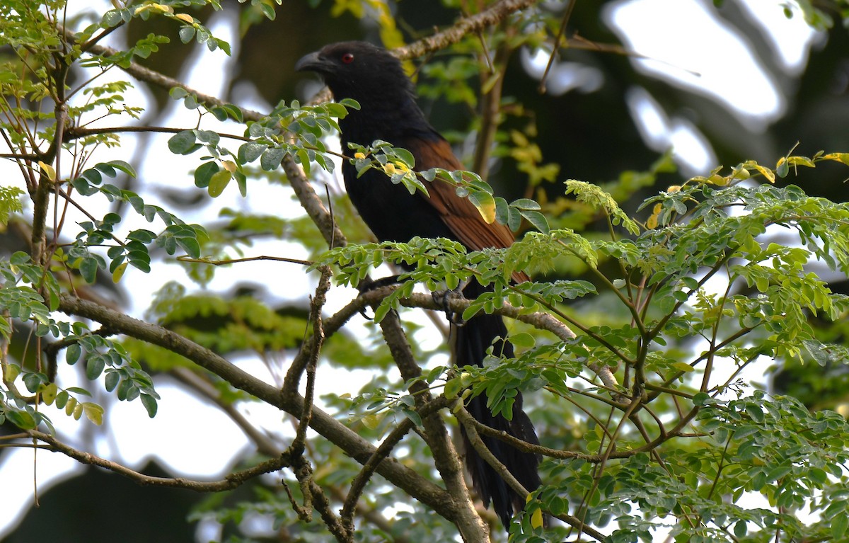 Greater Coucal - ML642211715