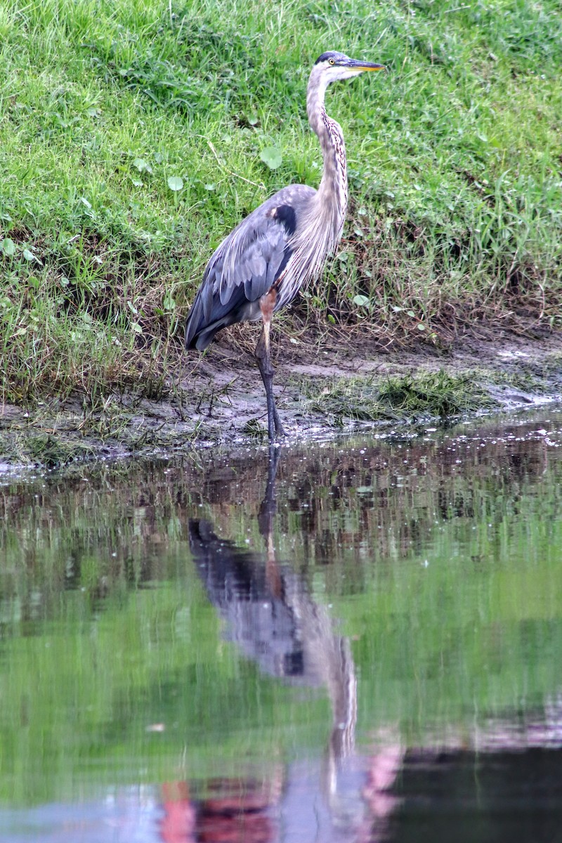 Great Blue Heron - ML642211716