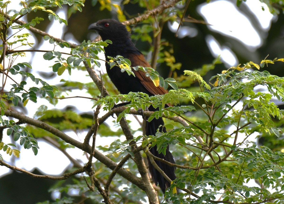 Greater Coucal - ML642211719
