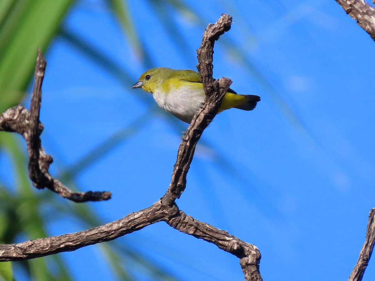 Trinidad Euphonia - ML642211721
