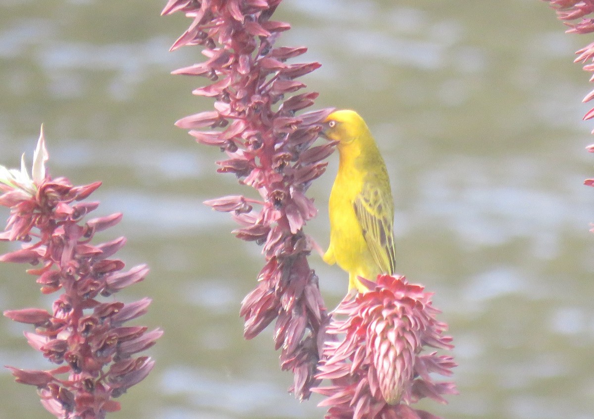 Cape Weaver - ML642211723