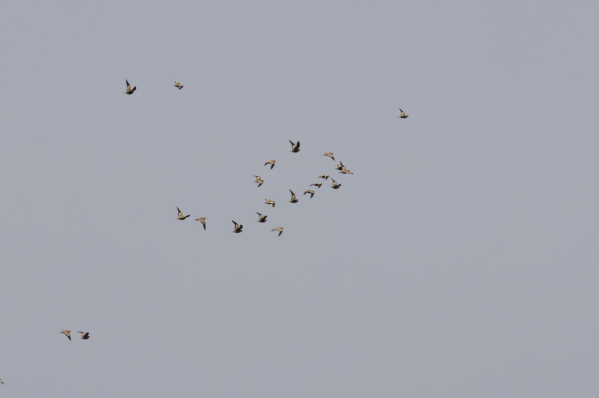 Chestnut-bellied Sandgrouse - ML642211726
