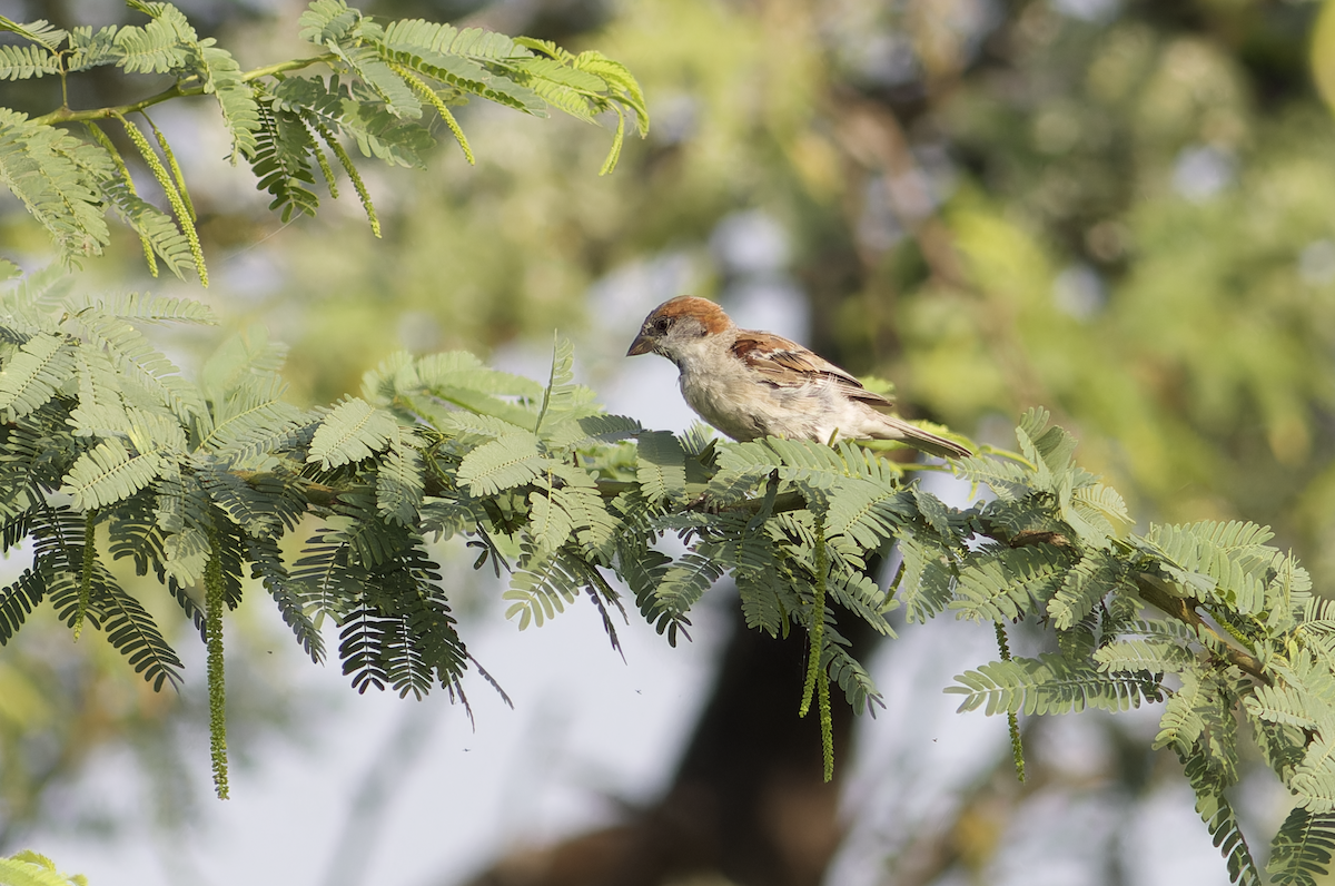 Sind Sparrow - ML642211751