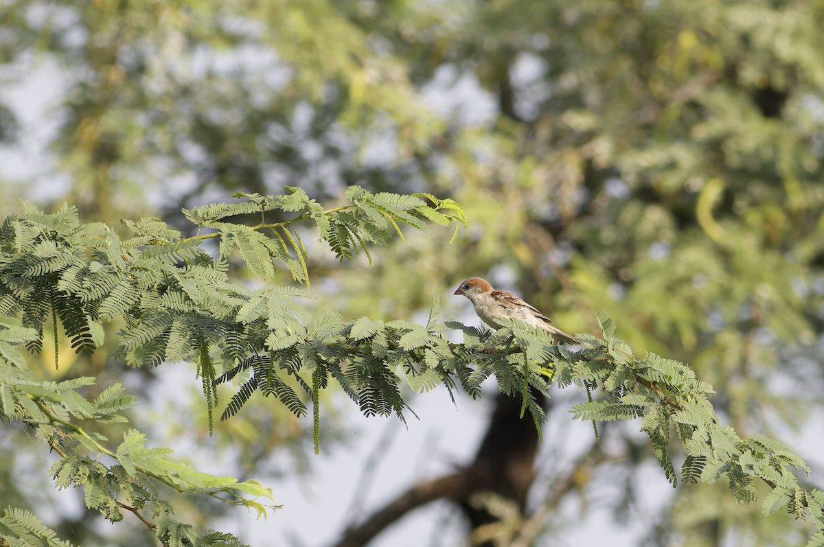 Sind Sparrow - ML642211752