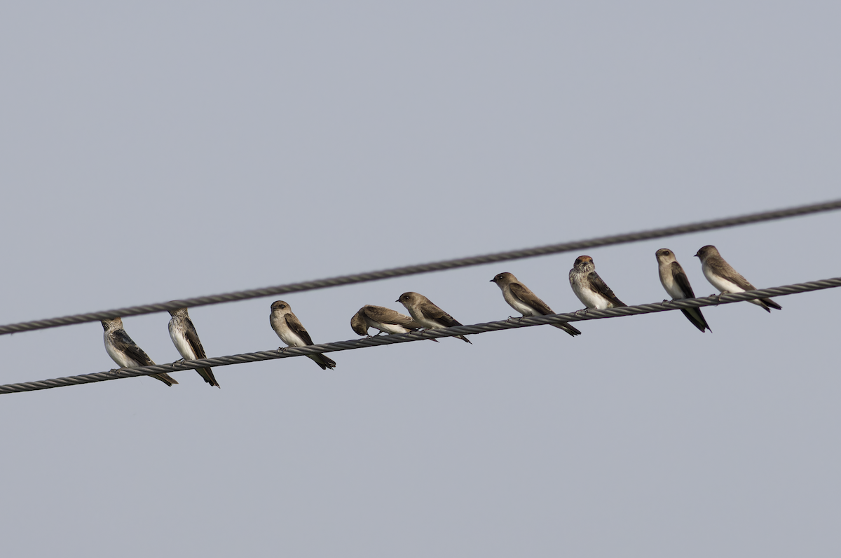 Streak-throated Swallow - ML642211768
