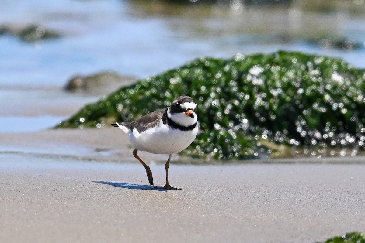 Semipalmated Plover - ML642211786