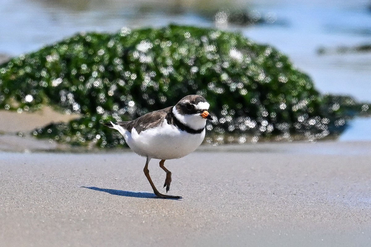 Semipalmated Plover - ML642211788