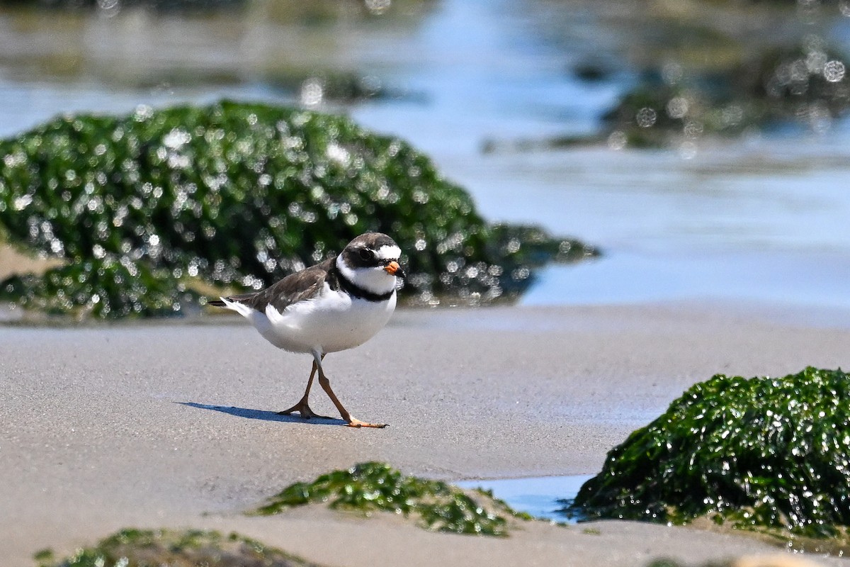 Semipalmated Plover - ML642211793