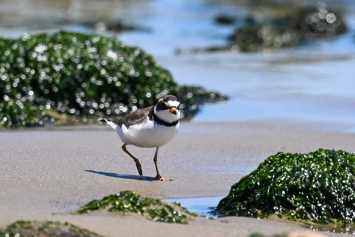 Semipalmated Plover - ML642211794