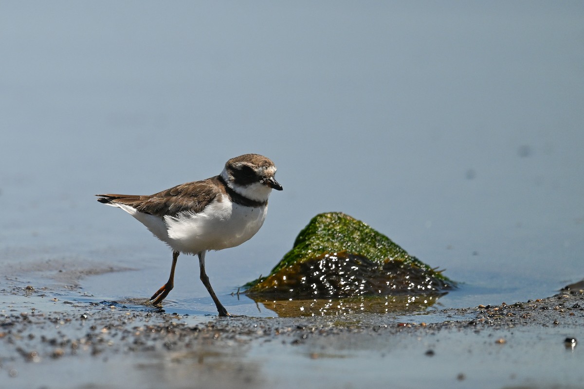 Semipalmated Plover - ML642211800
