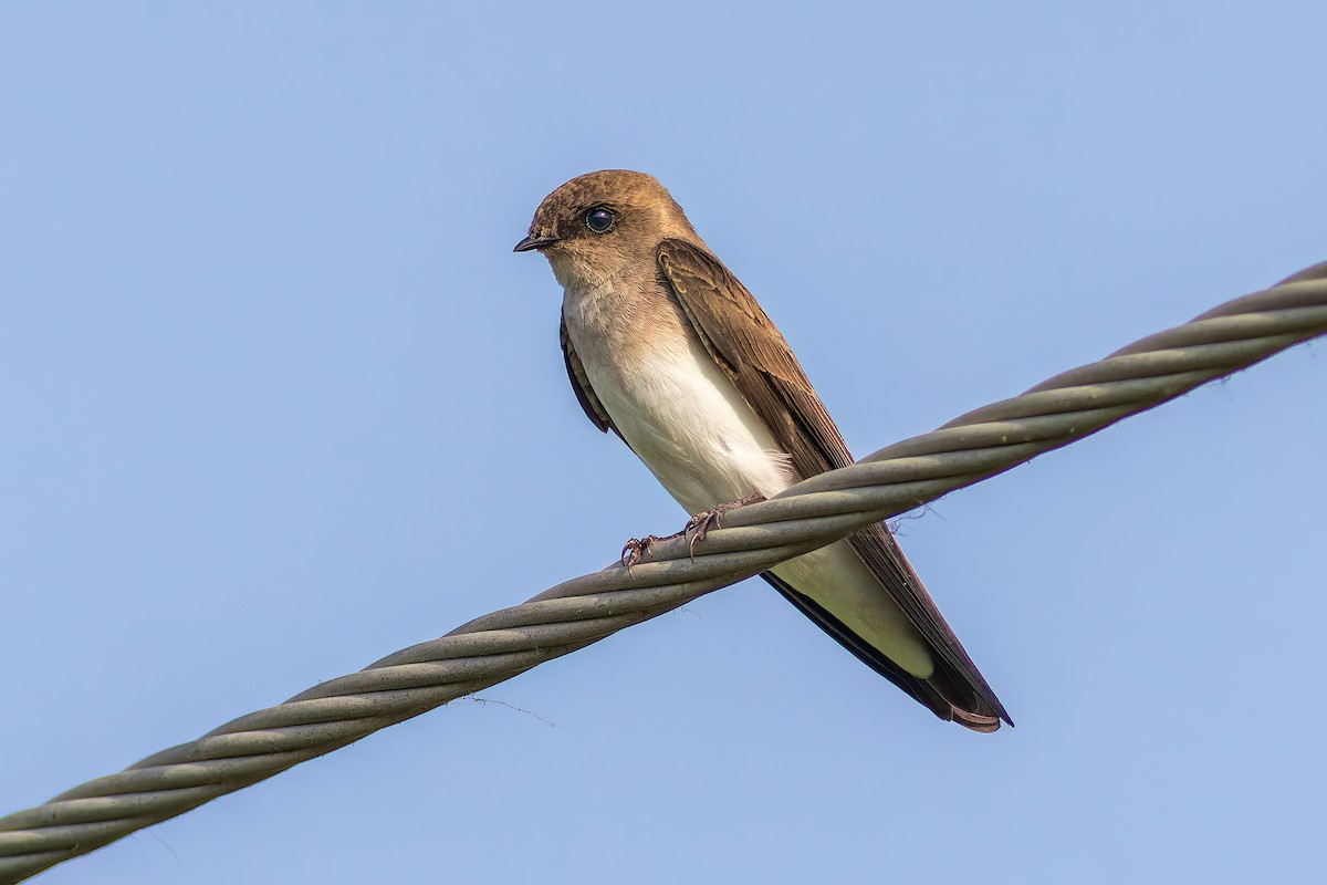 Gray-throated Martin - ML642211804