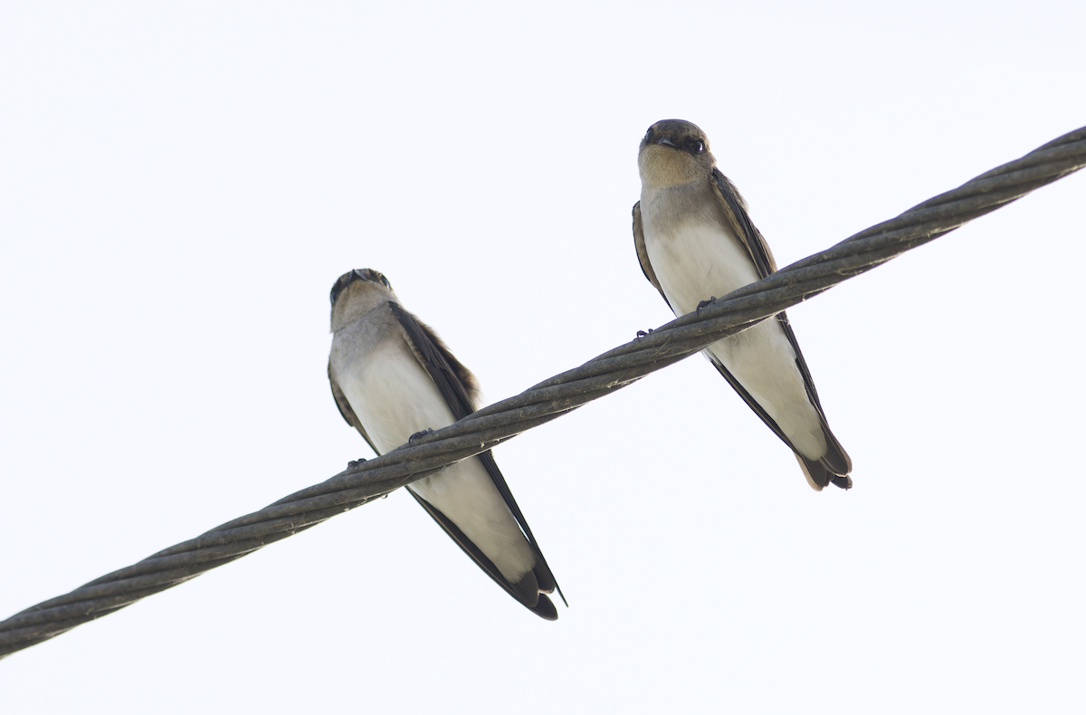 Gray-throated Martin - ML642211806