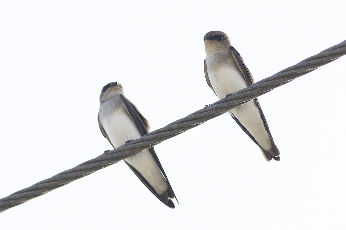 Gray-throated Martin - ML642211808