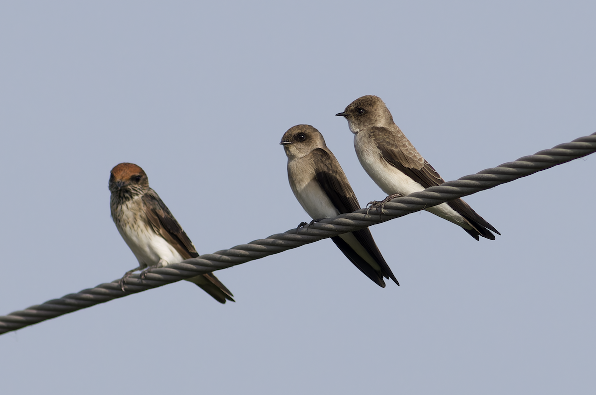 Gray-throated Martin - ML642211810