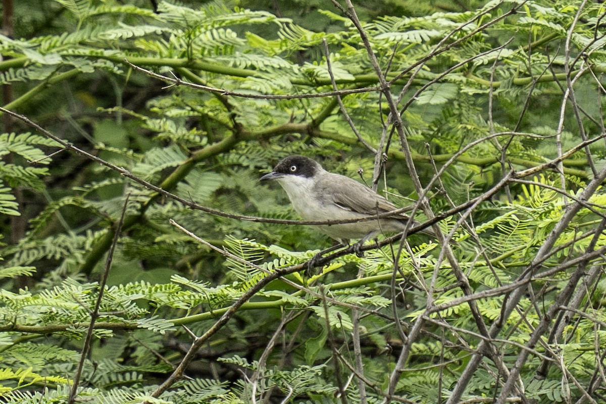 Eastern Orphean Warbler - ML642211815