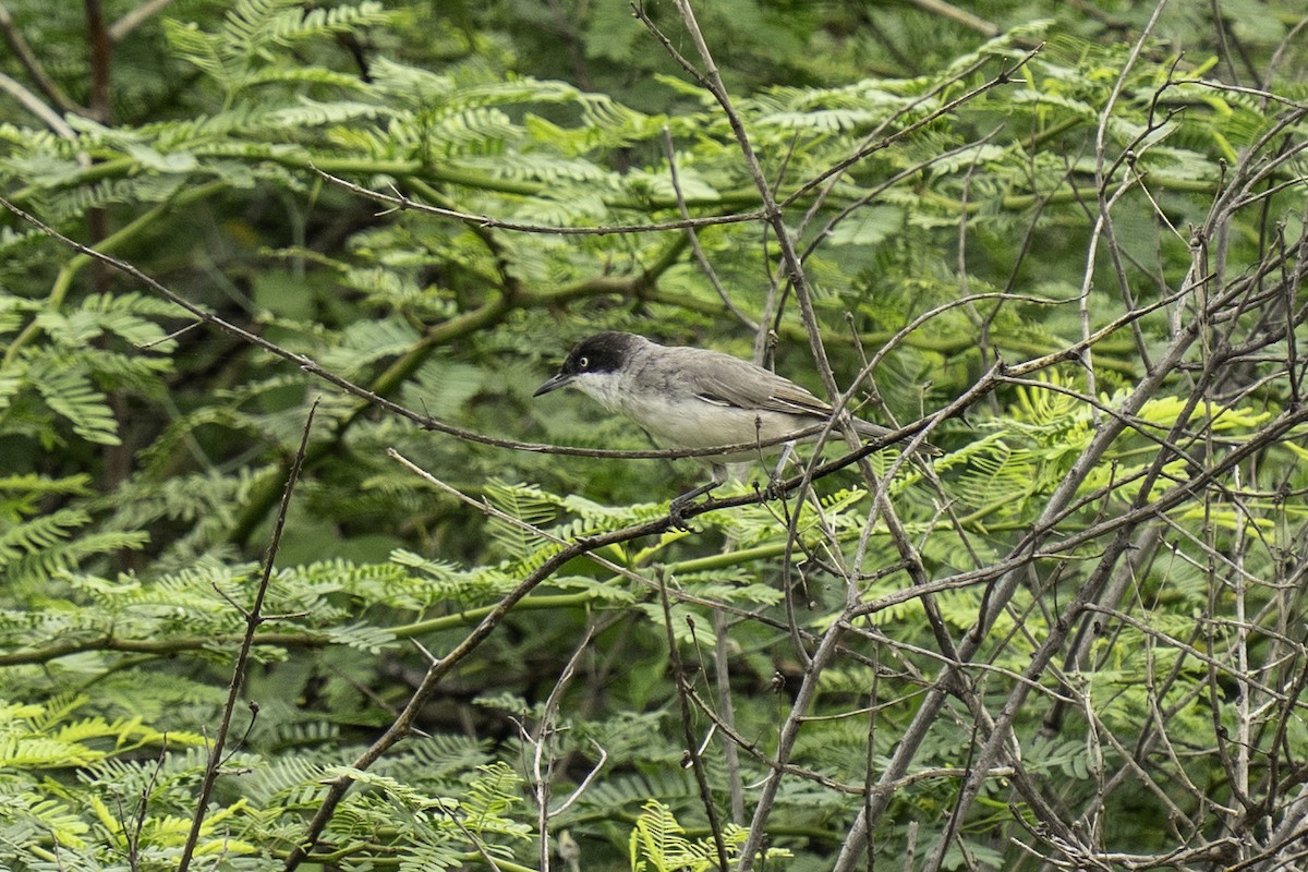 Eastern Orphean Warbler - ML642211816