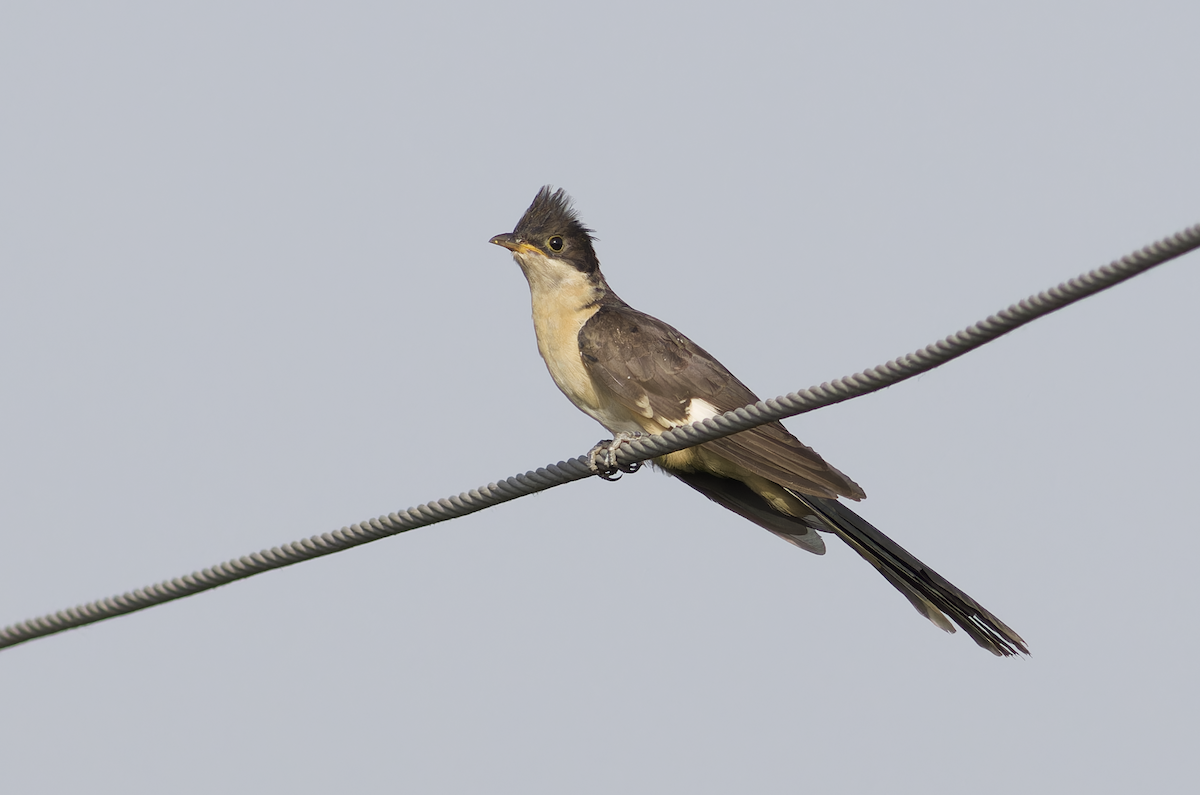 Pied Cuckoo - ML642211841