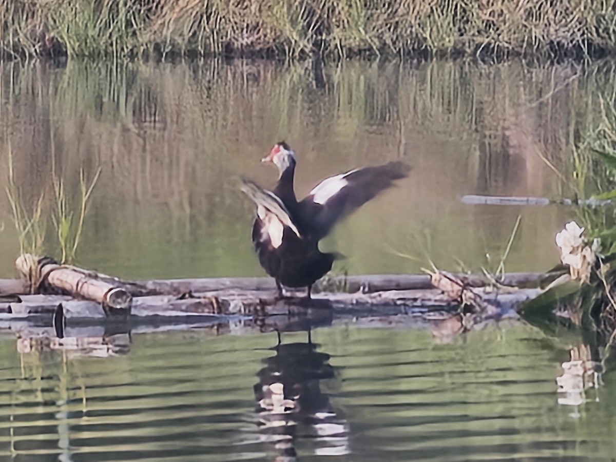 Muscovy Duck (Domestic type) - ML642211850