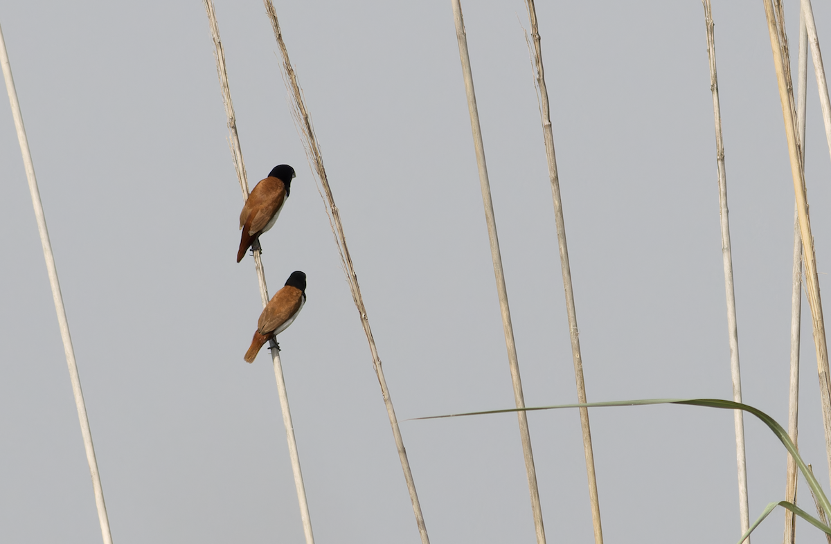 Tricolored Munia - ML642211858