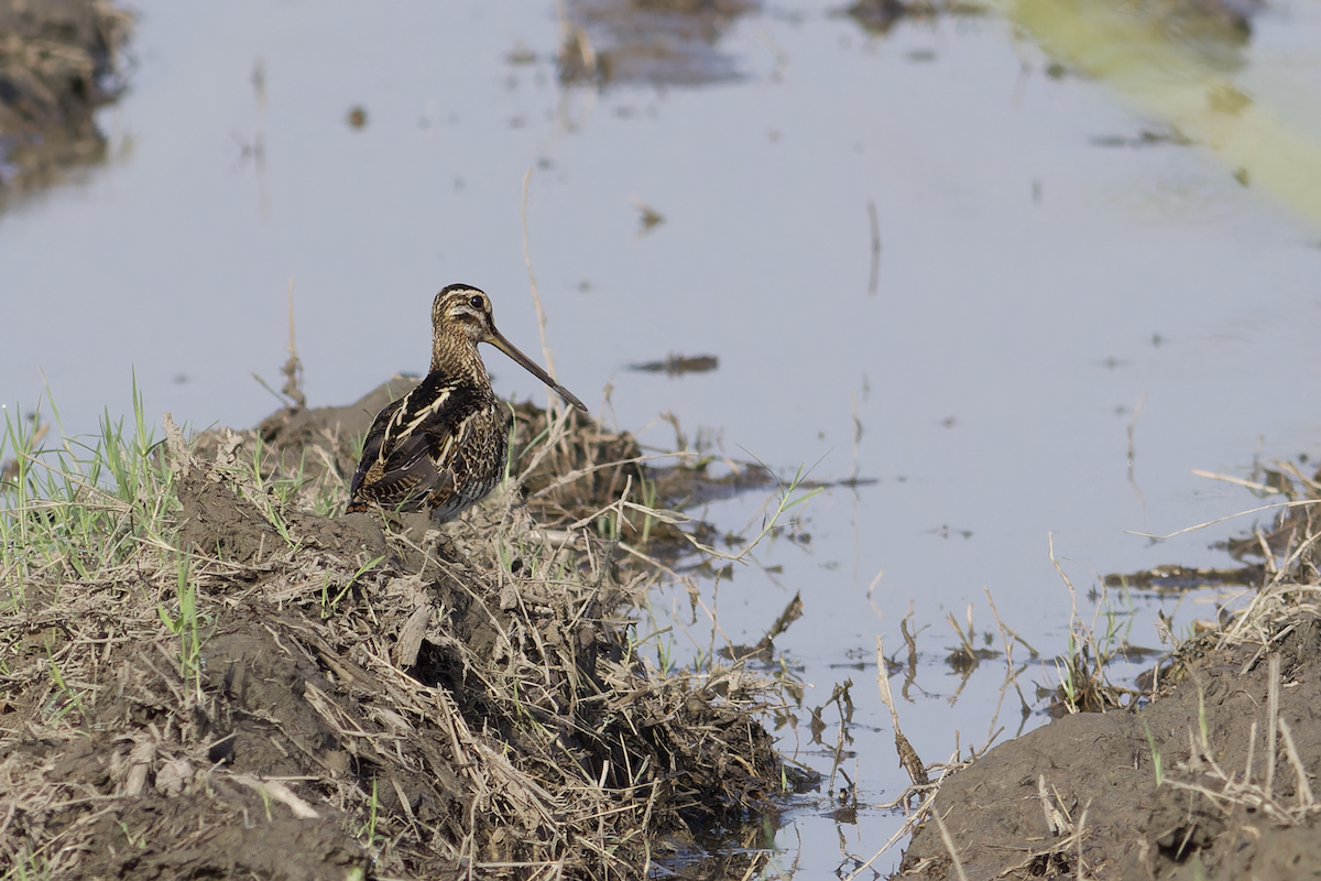 Common Snipe - ML642211874