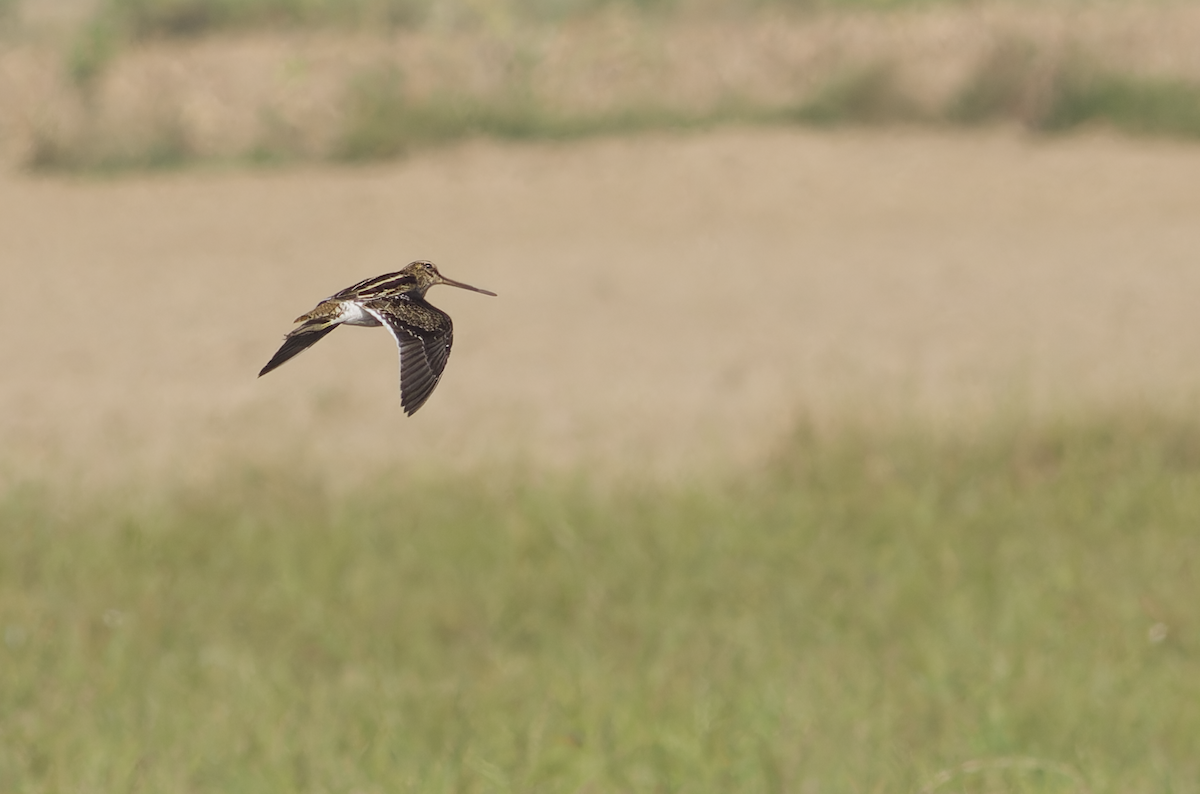 Common Snipe - ML642211875