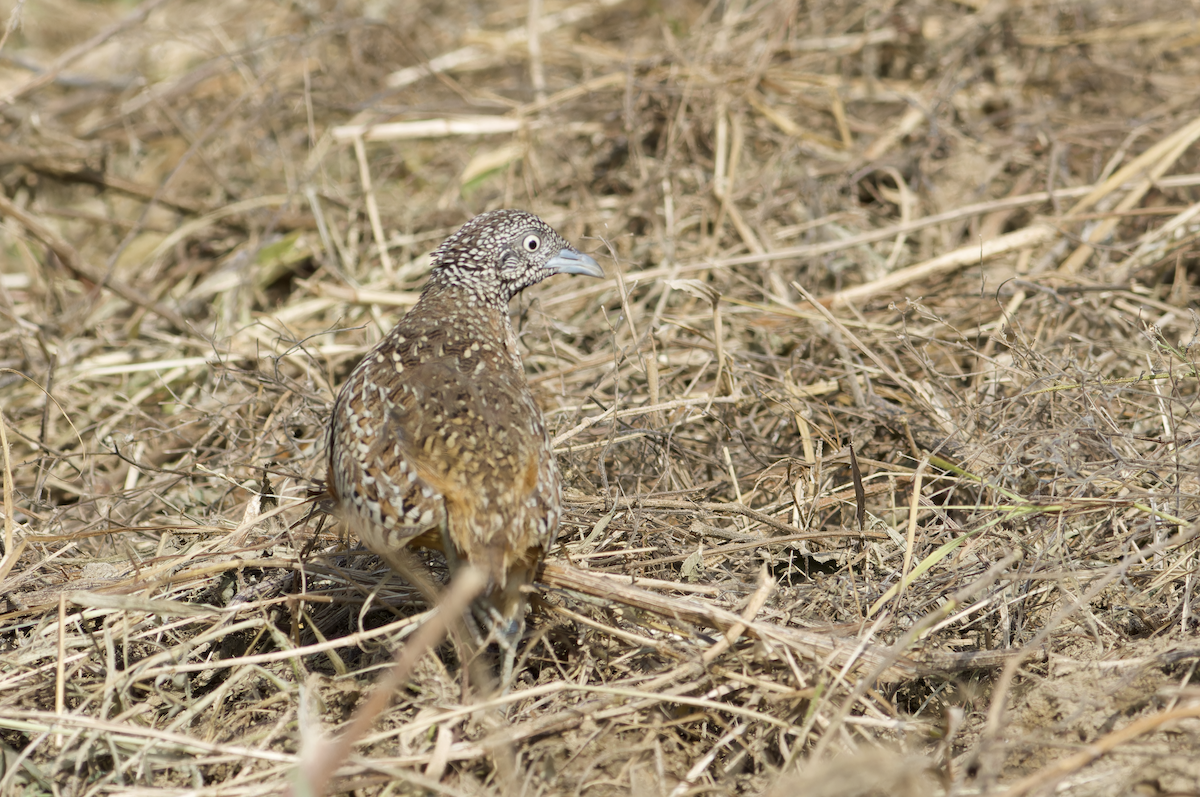 Barred Buttonquail - ML642211895