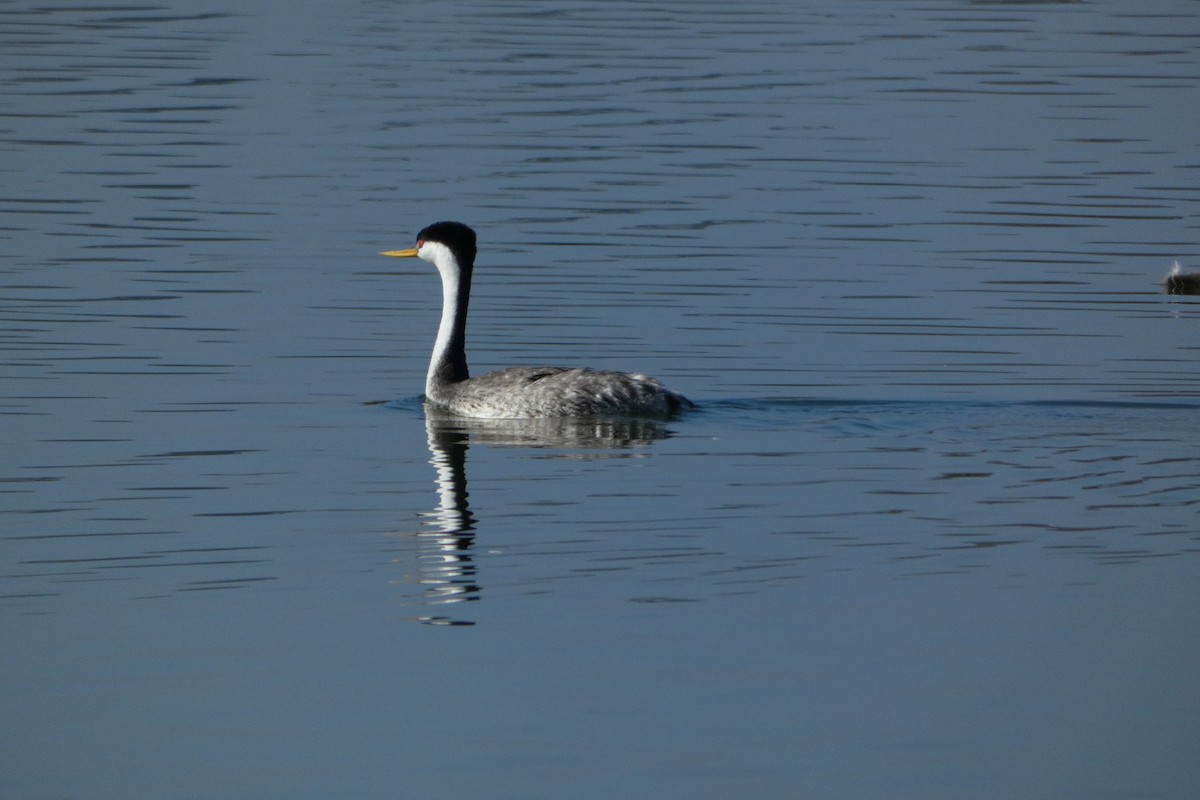 Clark's Grebe - ML642211896
