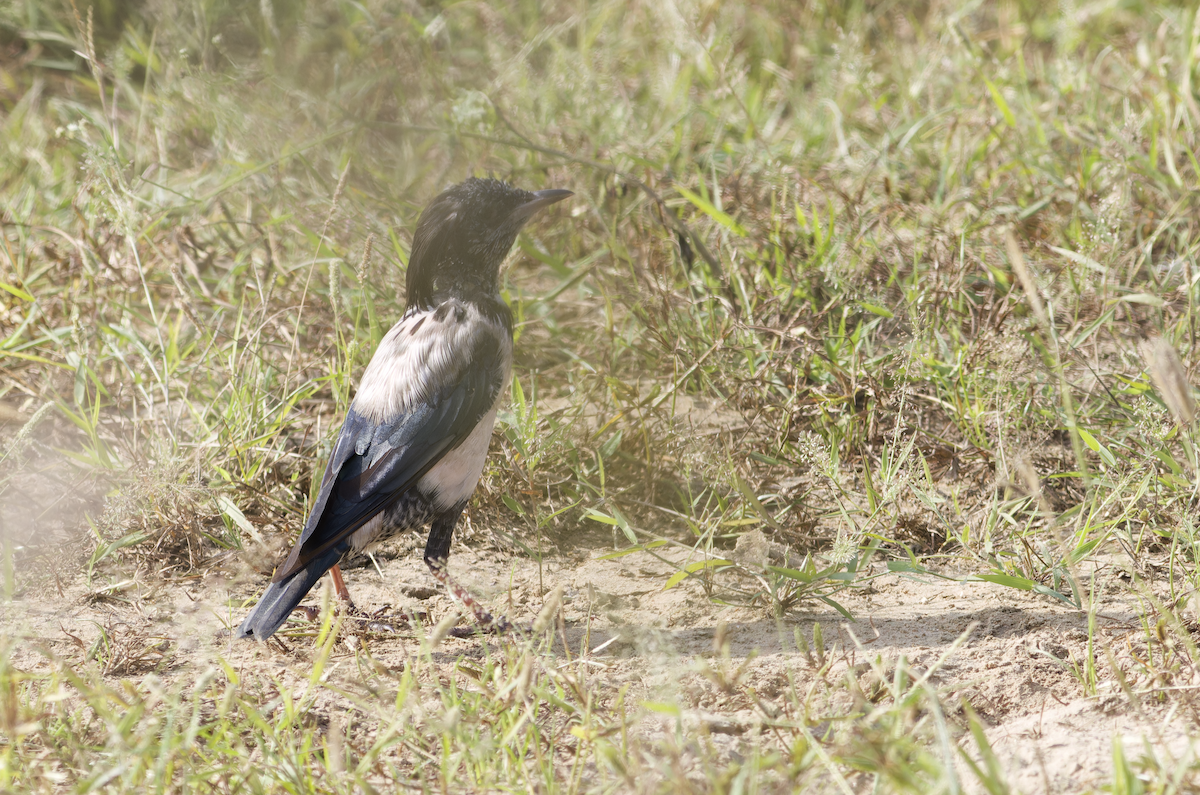 Rosy Starling - ML642211898
