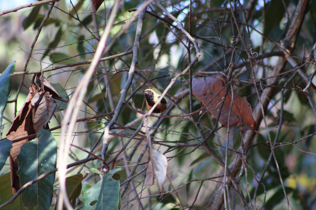 Burnished-buff Tanager - ML642211899