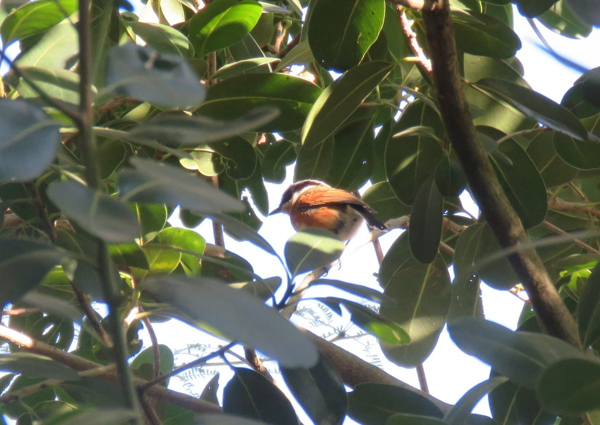 ムナグロセワタビタキ（capensis） - ML642211903