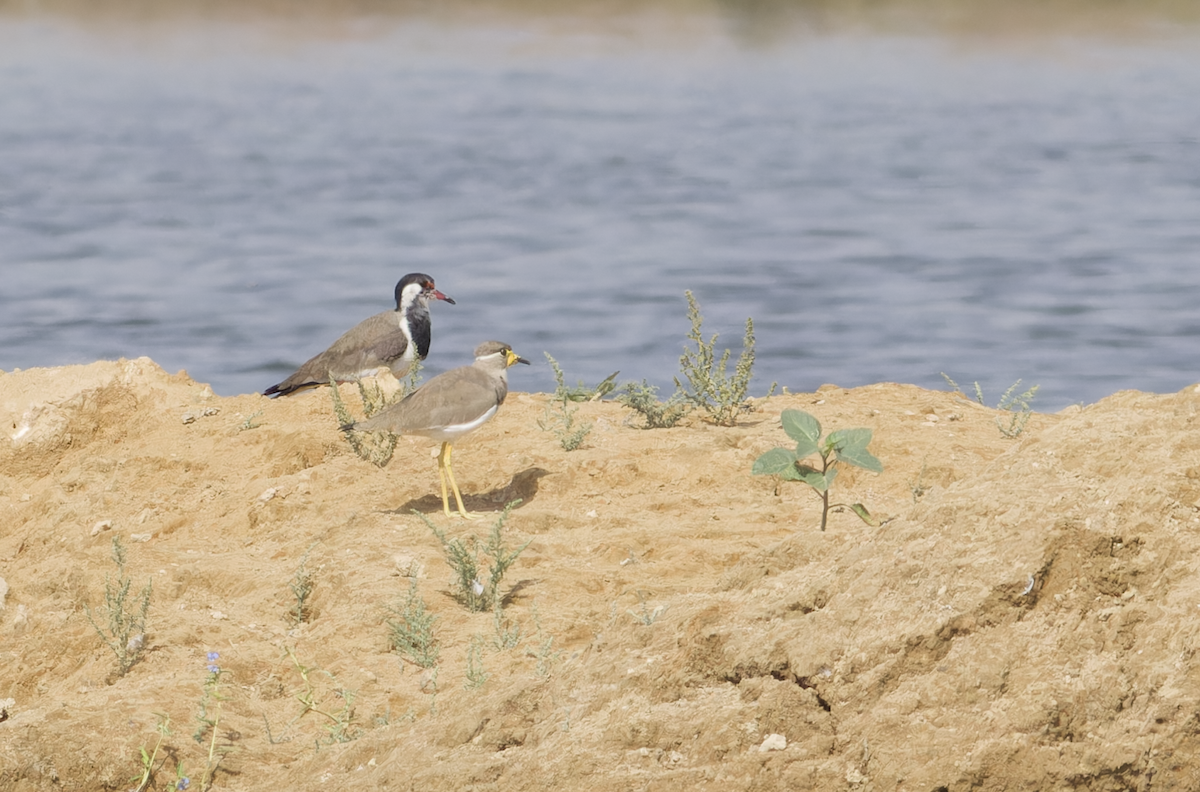 Yellow-wattled Lapwing - ML642211910